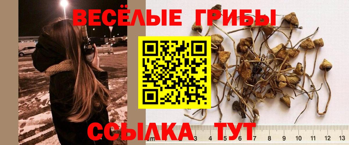 Псилоцибиновые грибы Psilocybine cubensis Гулькевичи